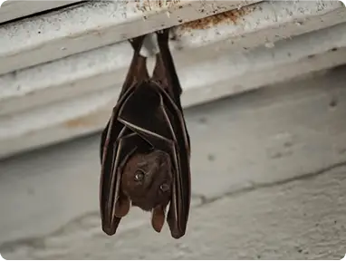 Bat Controlimg min