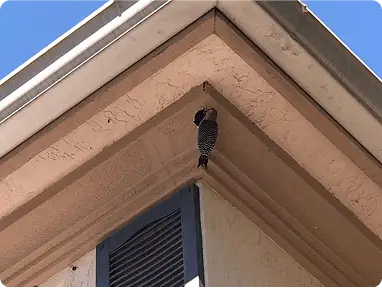 Bird Control img min