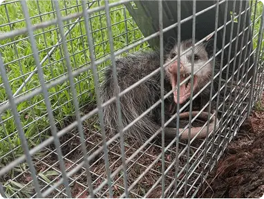 Possum Controlimg min