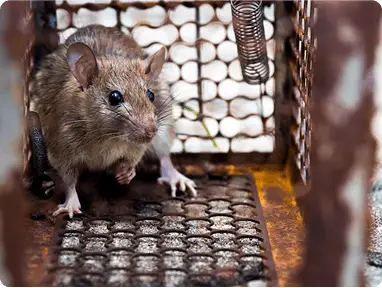 Rat & Rodent Controlimg min