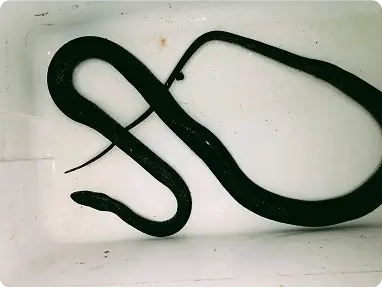 Snake Inspection & Removalimg min