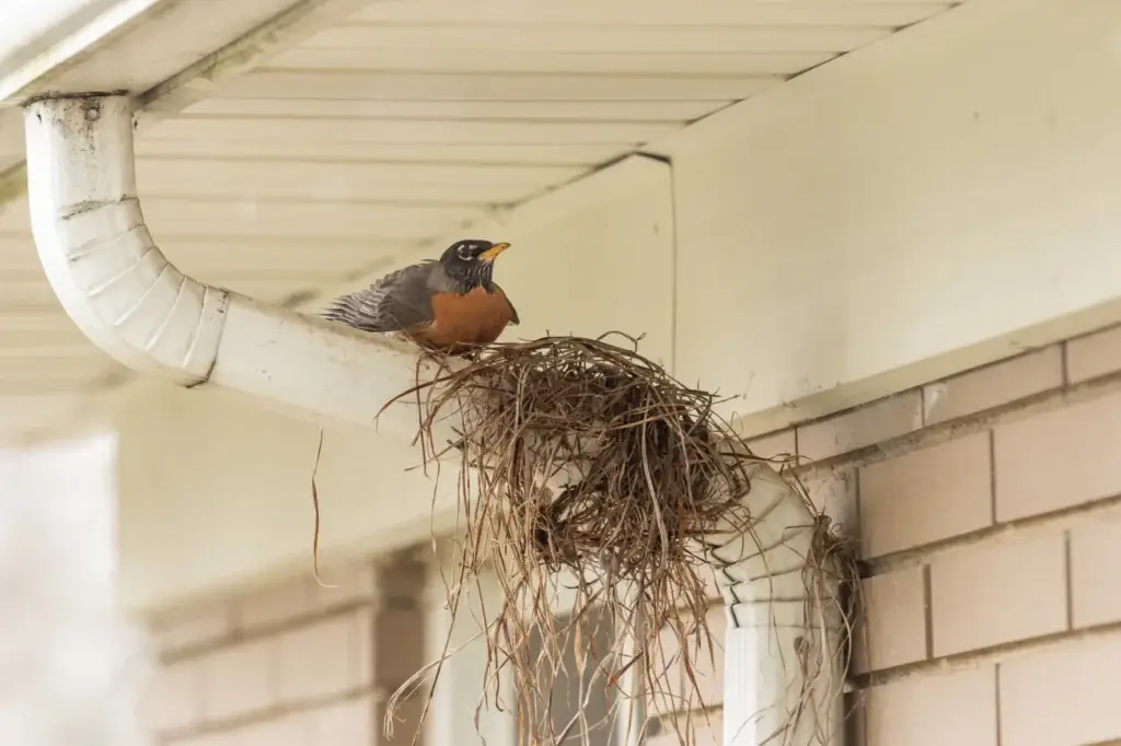 bird removal