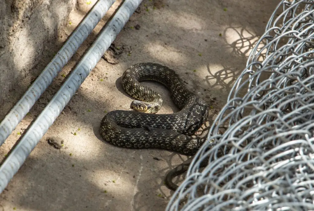 long brown non venomous snake in the yard