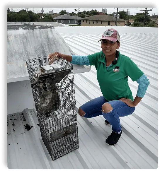 signs of raccoons in your attic
