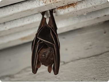 Bat Controlimg min