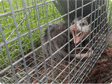 Possum Controlimg min