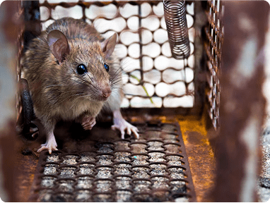 Rat & Rodent Controlimg min