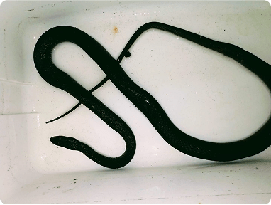 Snake Inspection & Removalimg min
