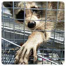 animal img min
