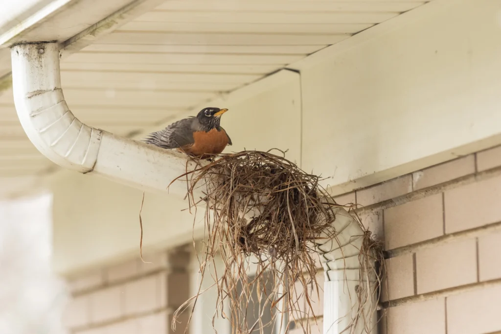 bird removal