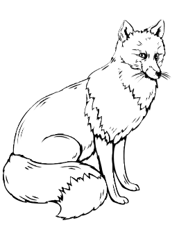 foximg min